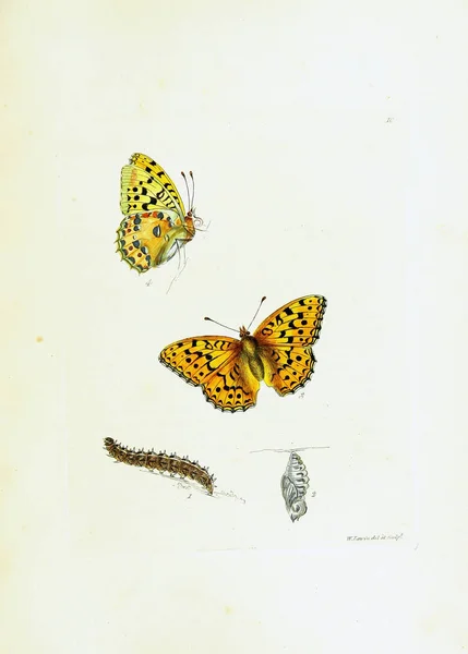 Ілюстрація Метеликів Білому Тлі — стокове фото