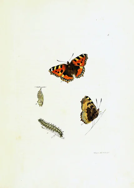 Illustration Von Schmetterlingen Auf Weißem Hintergrund — Stockfoto