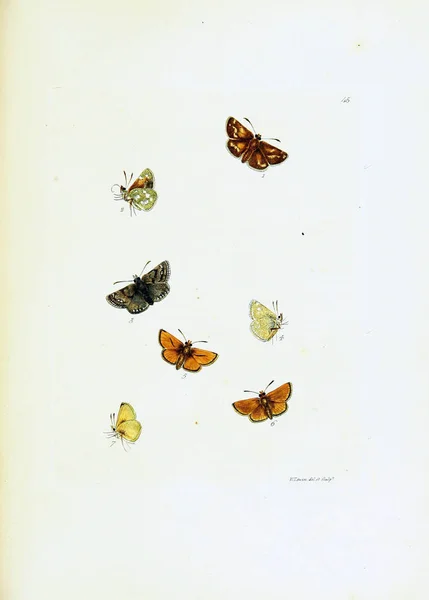 Ilustración Mariposas Sobre Fondo Blanco — Foto de Stock