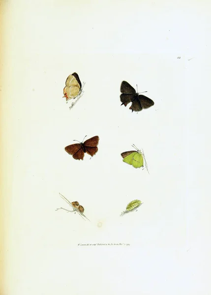 Ilustracja Motyli Białym Tle — Zdjęcie stockowe