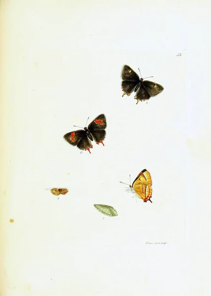 Illustrazione Farfalle Sfondo Bianco — Foto Stock