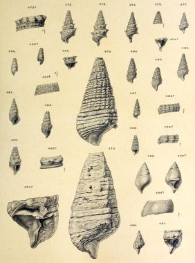 Fosil kabukları. Eski ve vintage resimleri.