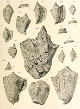 Fosil kabukları. Eski ve vintage resimleri.