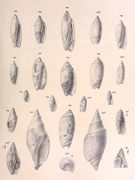 Conchas Fósiles Imágenes Antiguas Vintage —  Fotos de Stock