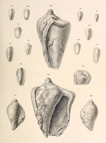 Fosil Kabukları Eski Vintage Resimleri — Stok fotoğraf
