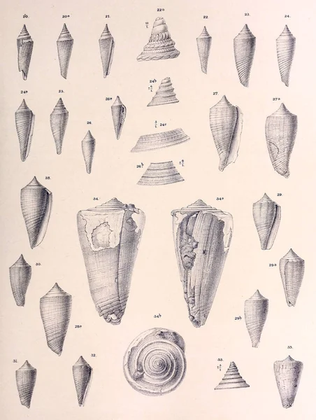 化石贝壳 老式和老式图片 — 图库照片