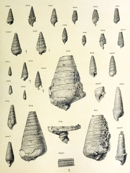 化石贝壳 老式和老式图片 — 图库照片