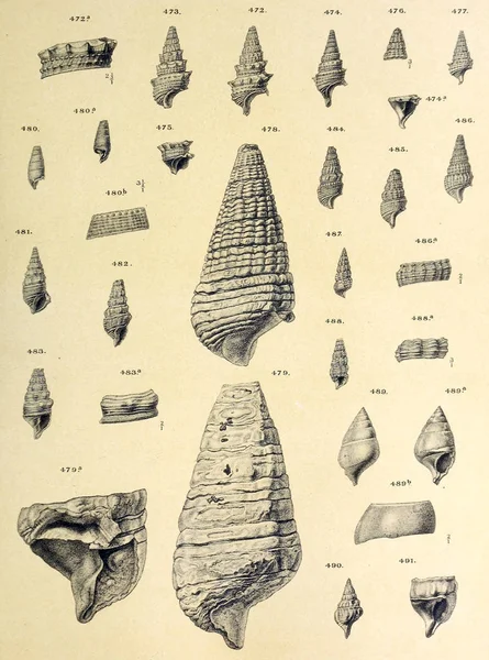 Fosil Kabukları Eski Vintage Resimleri — Stok fotoğraf