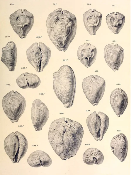 Fosil Kabukları Eski Vintage Resimleri — Stok fotoğraf
