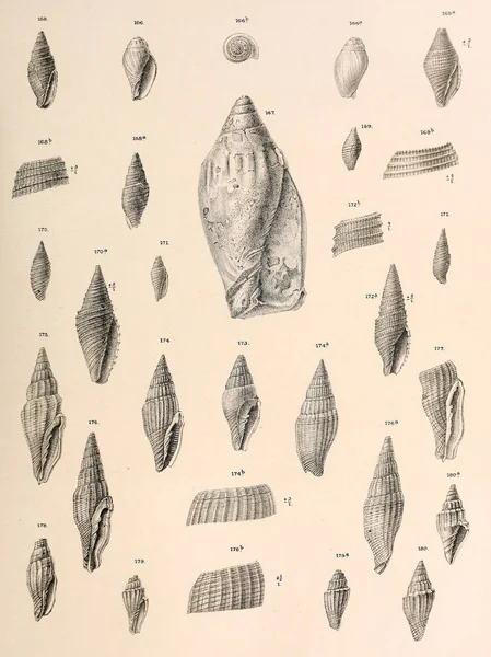 Conchas Fósiles Imágenes Antiguas Vintage — Foto de Stock