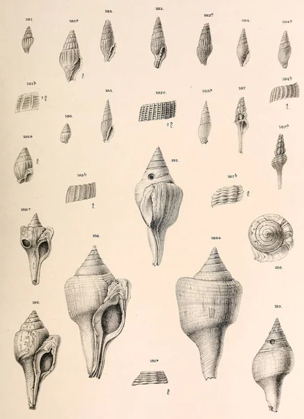 Fosil Kabukları Eski Vintage Resimleri — Stok fotoğraf
