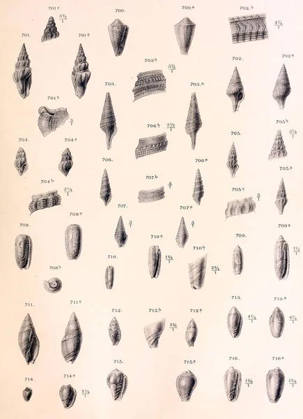 Fossila Skal Gamla Och Vintage Bilder — Stockfoto