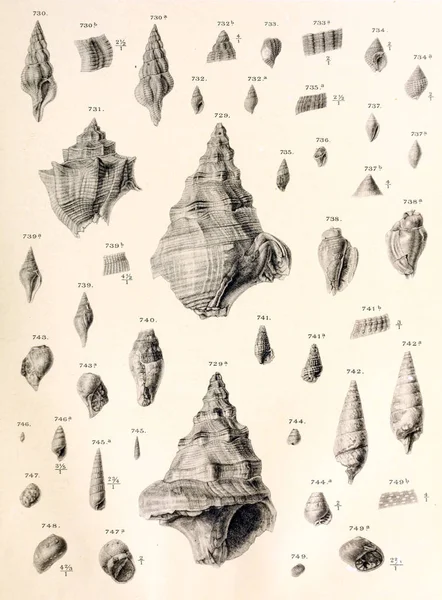 Fosil Kabukları Eski Vintage Resimleri — Stok fotoğraf
