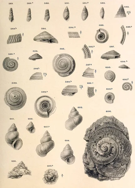 化石贝壳 老式和老式图片 — 图库照片
