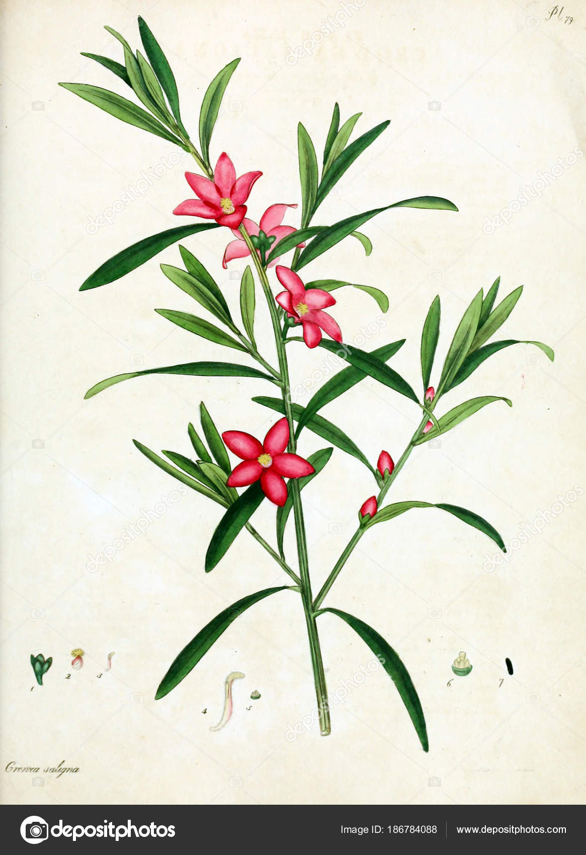 花のイラスト 植物学者のリポジトリを新しい 珍しい植物 そのような植物の色の数字を含む ストック写真 C Ruskpp
