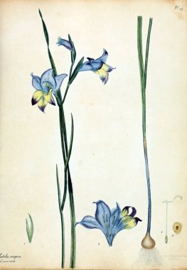 Çiçek Illustration. Yeni ve nadir bitkiler için botanikçi'nın depo: böyle bitkilerin renkli rakamlar içeren