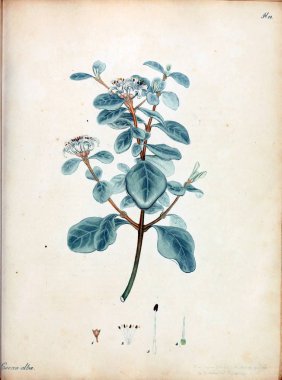 Çiçek Illustration. Yeni ve nadir bitkiler için botanikçi'nın depo: böyle bitkilerin renkli rakamlar içeren