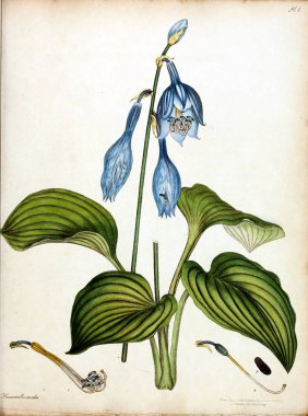 Çiçek Illustration. Yeni ve nadir bitkiler için botanikçi'nın depo: böyle bitkilerin renkli rakamlar içeren