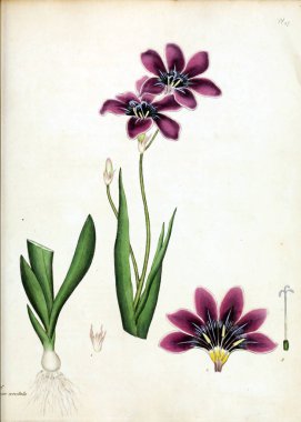 Çiçek Illustration. Yeni ve nadir bitkiler için botanikçi'nın depo: böyle bitkilerin renkli rakamlar içeren