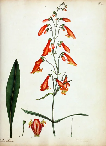 Illustration Blomma Botanistens Repository För Nya Och Sällsynta Växter Som — Stockfoto