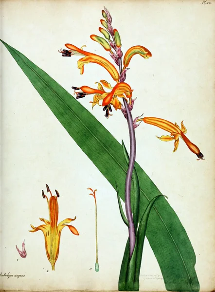 Иллюстрация Цветка Хранилище Ботаника Новых Редких Растений Содержащие Цветные Фигуры — стоковое фото