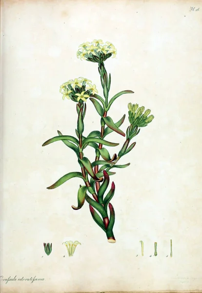 Illustration Fleur Dépôt Botanique Pour Les Plantes Nouvelles Rares Contenant — Photo