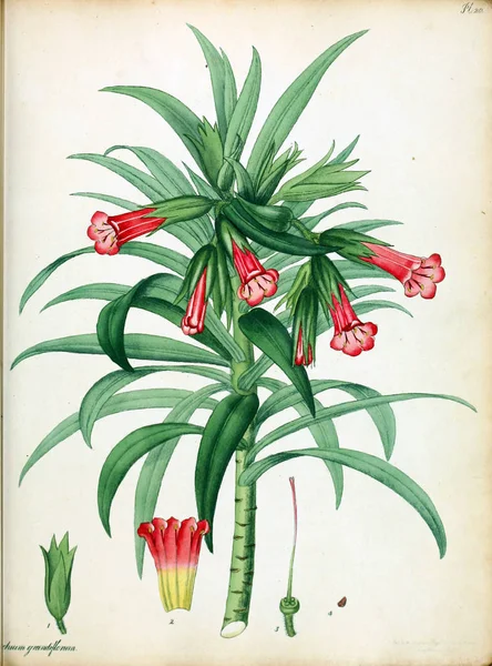 Illustrazione Fiore Repository Botanico Piante Nuove Rare Contenente Figure Colorate — Foto Stock