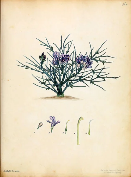花のイラスト 植物学者のリポジトリを新しい 珍しい植物 そのような植物の色の数字を含む — ストック写真