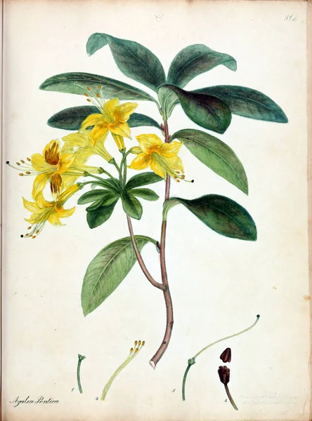 Illustrazione Fiore Repository Botanico Piante Nuove Rare Contenente Figure Colorate — Foto Stock