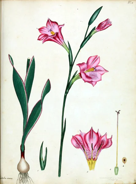 Illustration Der Blume Botaniker Repositorium Für Neue Und Seltene Pflanzen — Stockfoto