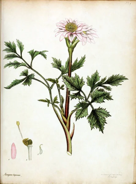 Illustrazione Fiore Repository Botanico Piante Nuove Rare Contenente Figure Colorate — Foto Stock