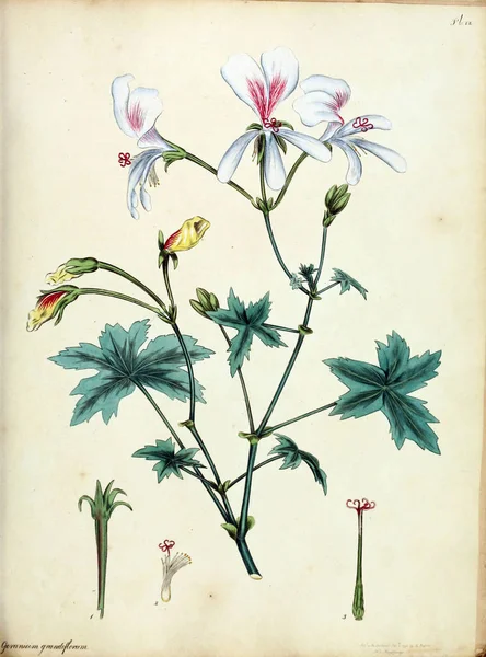 Иллюстрация Цветка Хранилище Ботаника Новых Редких Растений Содержащие Цветные Фигуры — стоковое фото