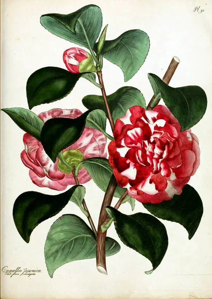 花的插图 植物学家的储存库 用于新的和稀有的植物 含有这些植物的有色数字 — 图库照片