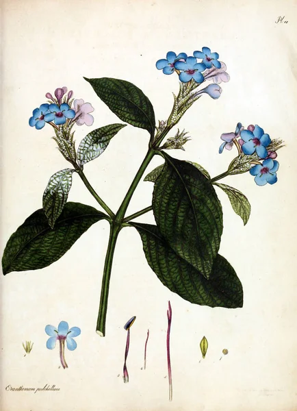 Ilustração Flor Repositório Botânico Para Plantas Novas Raras Contendo Figuras — Fotografia de Stock