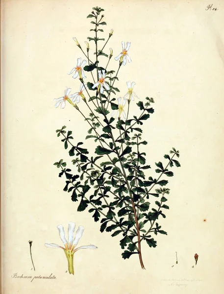 Ilustração Flor Repositório Botânico Para Plantas Novas Raras Contendo Figuras — Fotografia de Stock