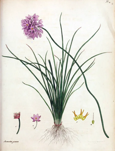 Illustrazione Fiore Repository Botanico Piante Nuove Rare Contenente Figure Colorate — Foto Stock