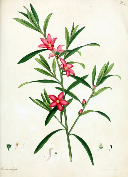 Illustrazione Fiore Repository Botanico Piante Nuove Rare Contenente Figure Colorate — Foto Stock