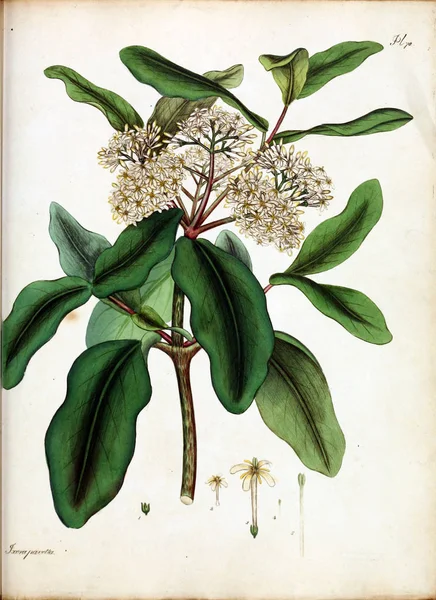 Virág Illusztrációja Botanikus Tárháza Ritka Növények Tartalmazó Színes Számok Növények — Stock Fotó