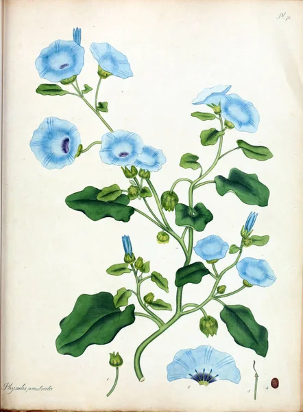 Virág Illusztrációja Botanikus Tárháza Ritka Növények Tartalmazó Színes Számok Növények — Stock Fotó