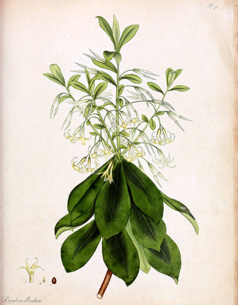 Иллюстрация цветка. В хранилище ботаника, для новых и редких растений: содержащие цветные фигуры таких растений
