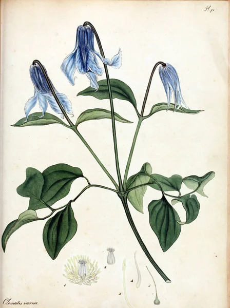 Illustrazione Fiore Repository Botanico Piante Nuove Rare Contenente Figure Colorate — Foto Stock