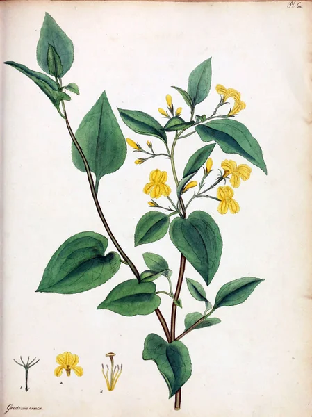 Illustrazione Fiore Repository Botanico Piante Nuove Rare Contenente Figure Colorate — Foto Stock