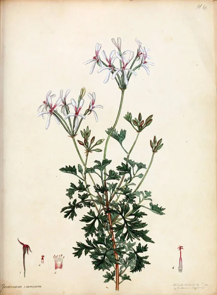 Ilustrație Flori Depozitarul Botanistului Pentru Plante Noi Rare Care Conțin — Fotografie, imagine de stoc