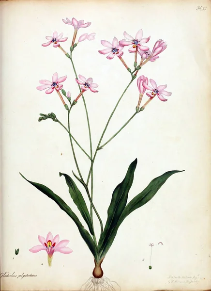 Illustrazione Fiore Repository Botanico Piante Nuove Rare Contenente Figure Colorate — Foto Stock