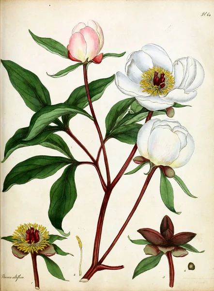 Illustrazione Fiore Repository Botanico Piante Nuove Rare Contenente Figure Colorate — Foto Stock