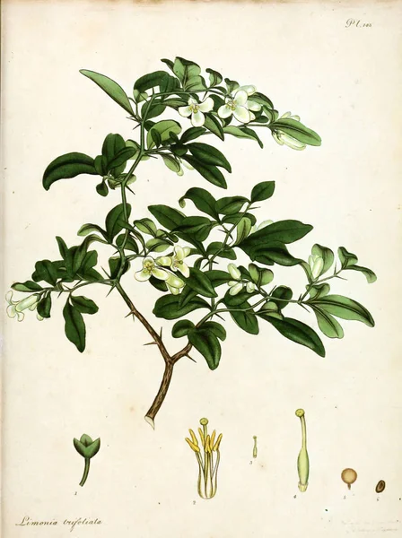 Illustration Fleur Dépôt Botanique Pour Les Plantes Nouvelles Rares Contenant — Photo
