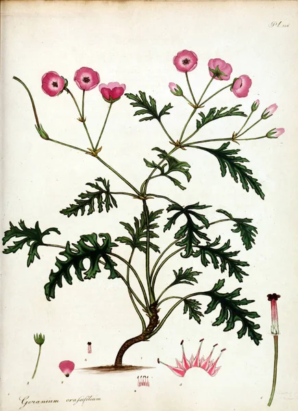 Illustration Fleur Dépôt Botanique Pour Les Plantes Nouvelles Rares Contenant — Photo
