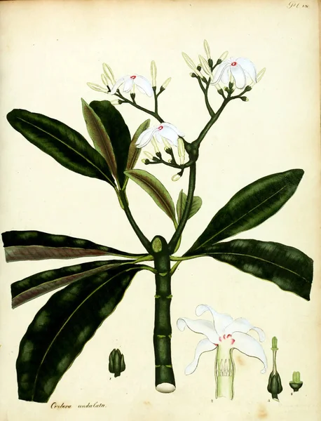 Illustrazione Fiore Repository Botanico Piante Nuove Rare Contenente Figure Colorate — Foto Stock