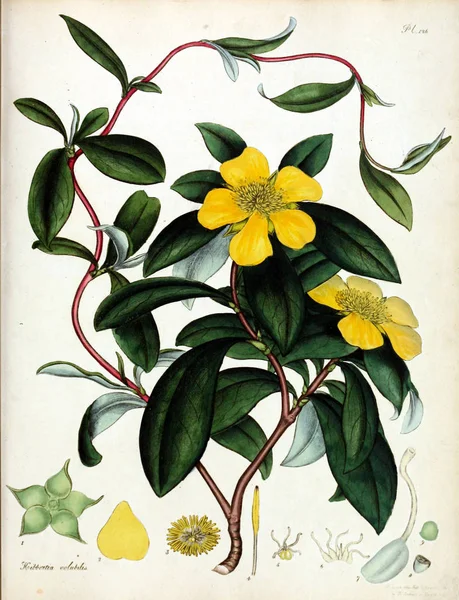 Ilustrace Květin Botanik Úložiště Pro Nové Vzácné Rostliny Obsahující Barevné — Stock fotografie