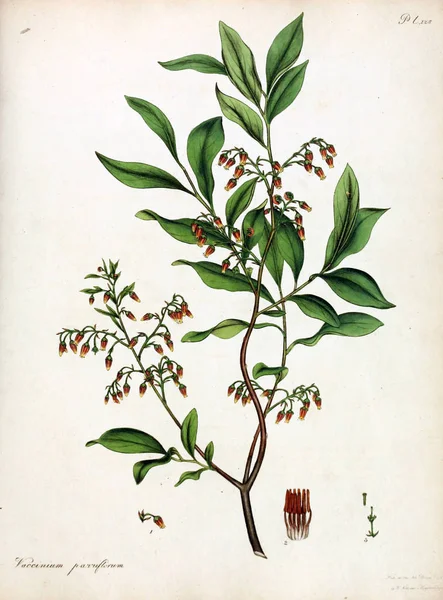 花的插图 植物学家的储存库 用于新的和稀有的植物 含有这些植物的有色数字 — 图库照片